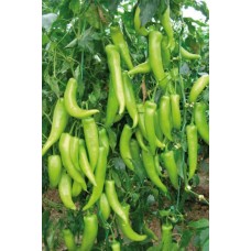 Çarliston Biber Tohumu 10 Gr 