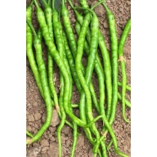 Tatlı Kıl Biber Tohumu 10 Gr 