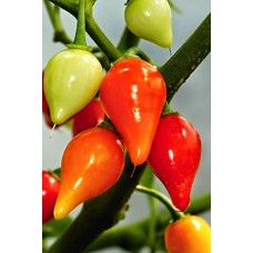 Misket Biberiye Biber Tohumu 5 gr 