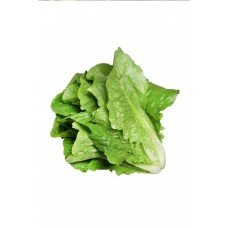 Yedikule Marul Tohumu 10 Gr 