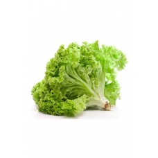 Yazlık Kıvırcık Marul Tohumu 10 Gr 