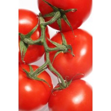 Domates Tohumu Falcon 5 Gr 